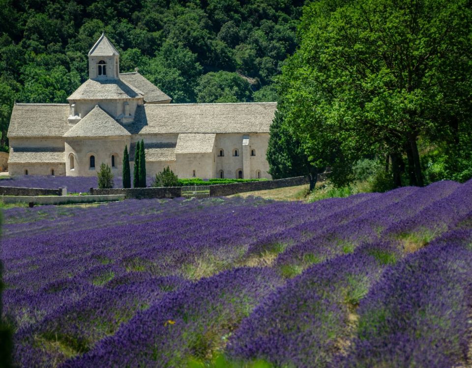 lavande de Provence